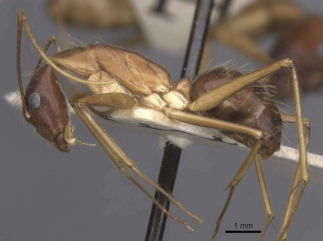 Plancia ëd Camponotus terricola Karavaiev 1929