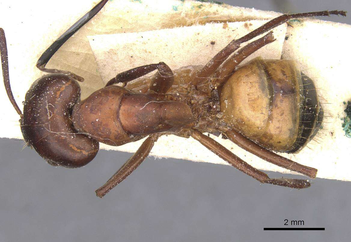 Image of Camponotus thoracicus (Fabricius 1804)