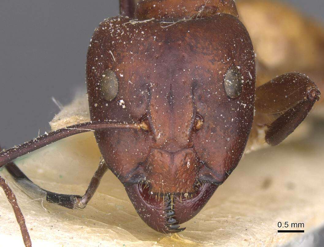 Image of Camponotus thoracicus (Fabricius 1804)