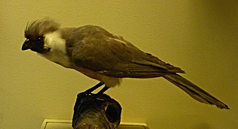 Image of Bare-faced Go-away Bird