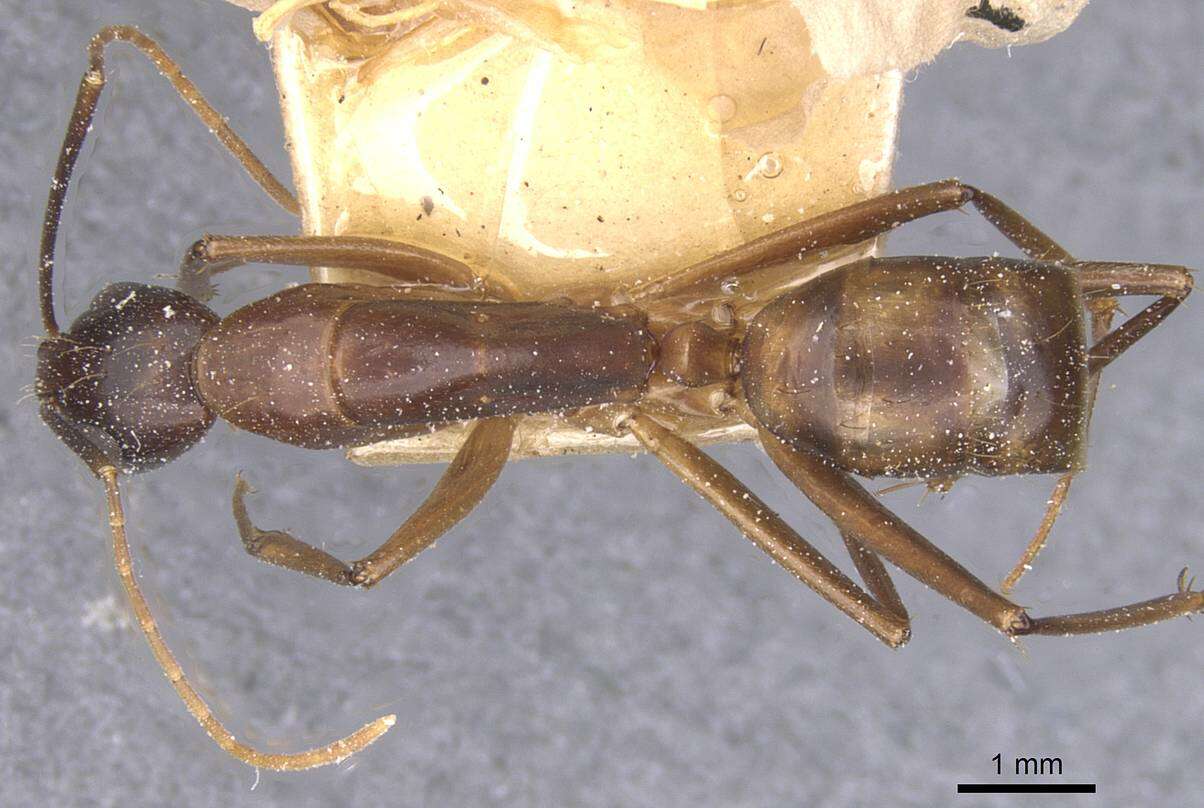 Image of Camponotus traegaordhi Santschi 1914