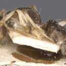 Plancia ëd <i>Camponotus minimus</i>