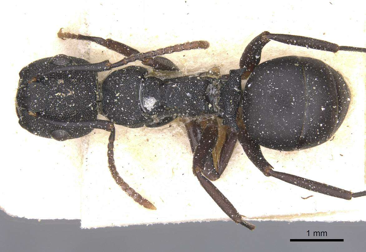 Image of <i>Camponotus aberrans</i> Mayr
