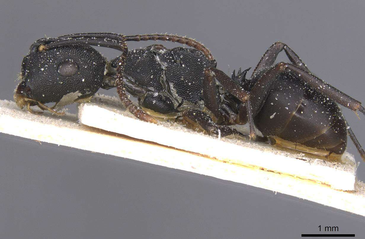 Image of <i>Camponotus aberrans</i> Mayr