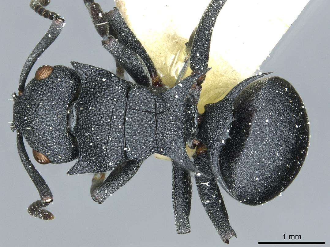 Image of Polyrhachis cryptoceroides Emery 1887