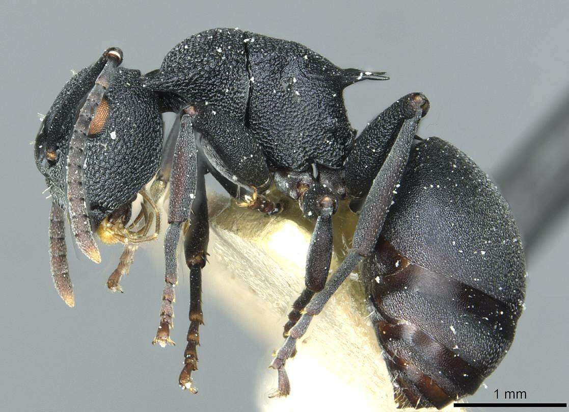 Image of Polyrhachis cryptoceroides Emery 1887