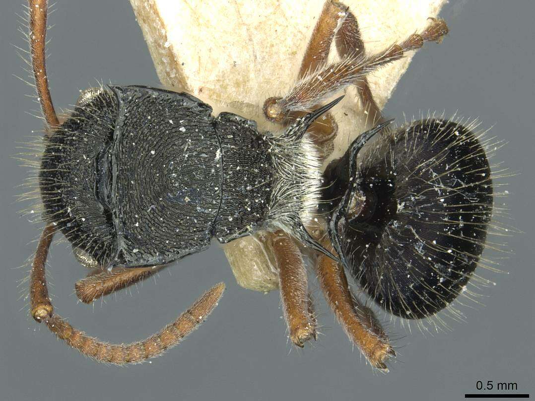 Image of Polyrhachis marginata Smith 1859