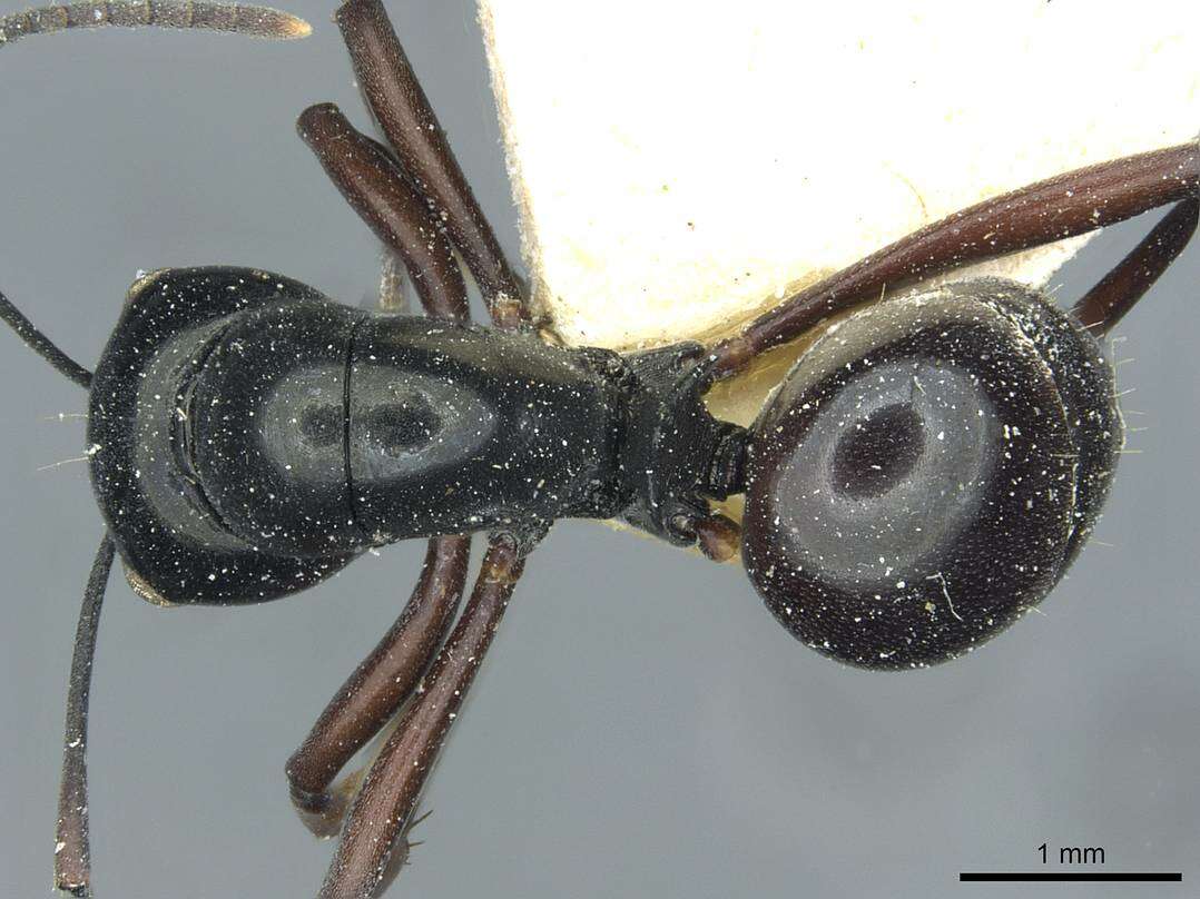 Image of Polyrhachis goramensis