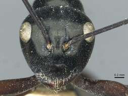 Image of Polyrhachis goramensis