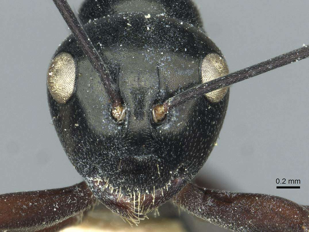 Image of Polyrhachis goramensis