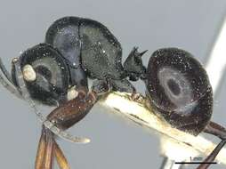 Image of Polyrhachis goramensis