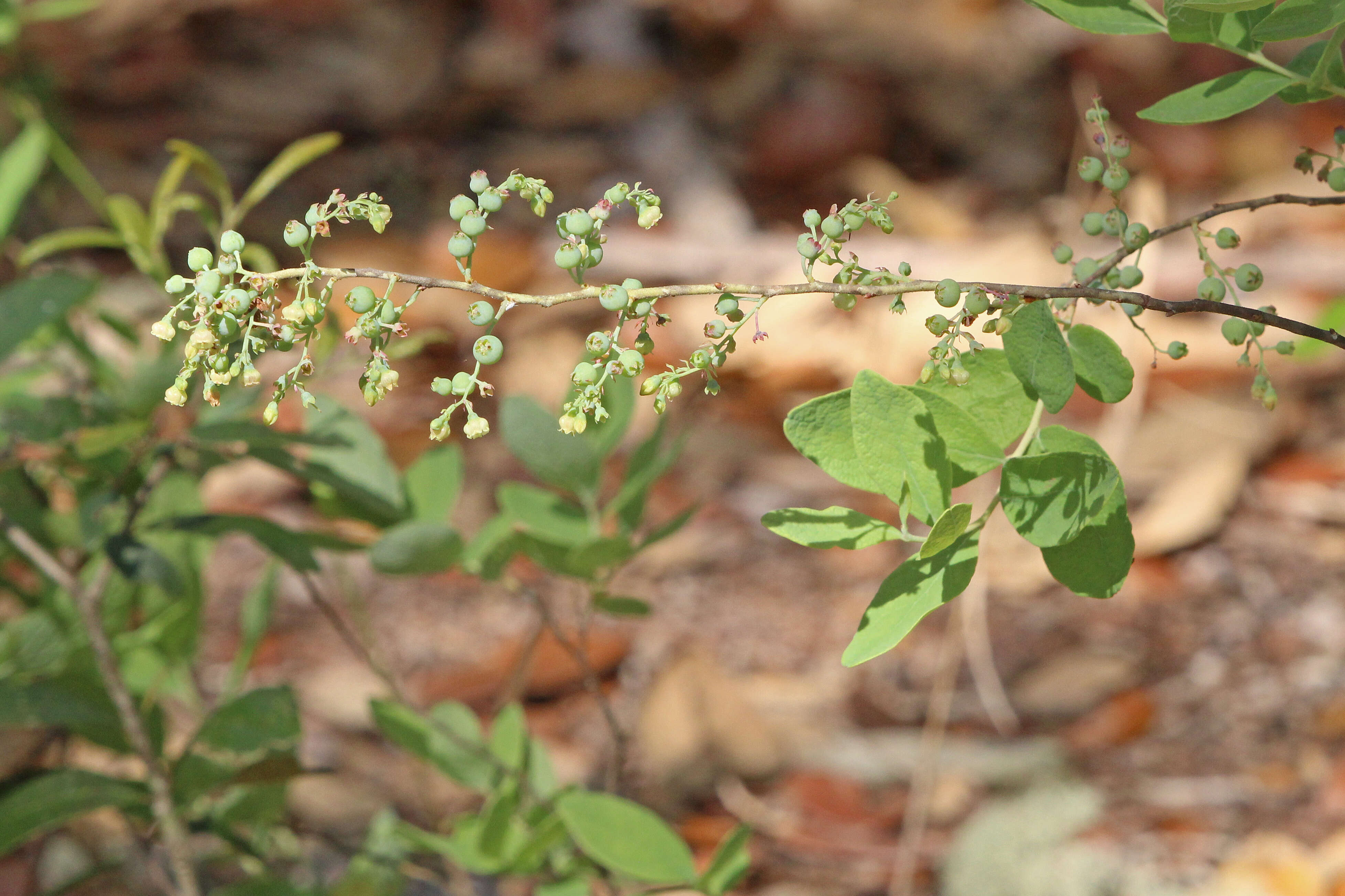 Image of Hairy-Twig Huckleberry