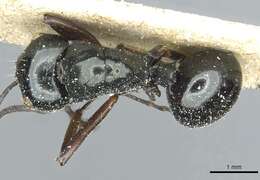 Image of Polyrhachis aruensis