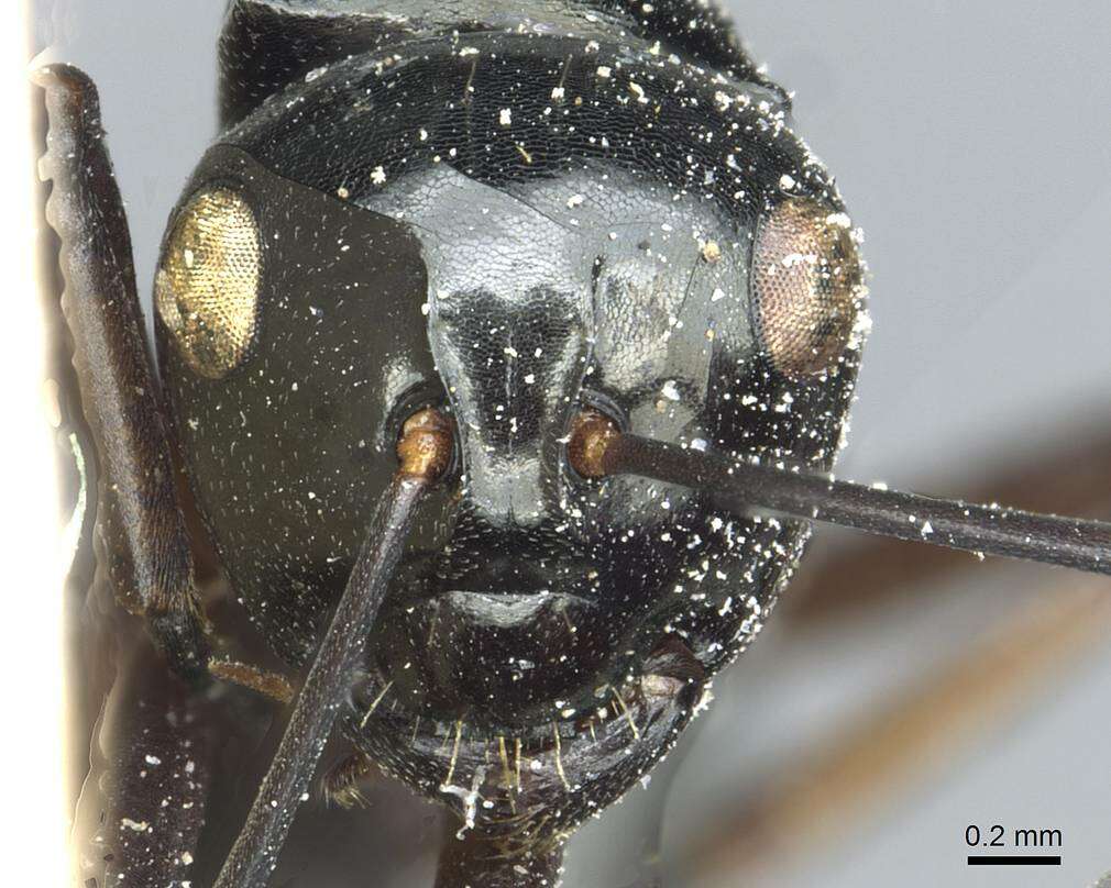 Image of Polyrhachis aruensis