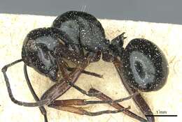 Image of Polyrhachis aruensis