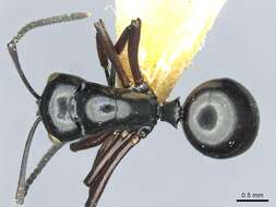 Image of Polyrhachis rastellata (Latreille 1802)