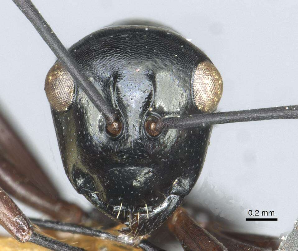 Image of Polyrhachis rastellata (Latreille 1802)