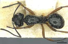 Image of Polyrhachis corporaali