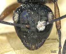 Image de Polyrhachis corporaali