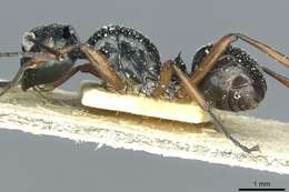 Image de Polyrhachis corporaali