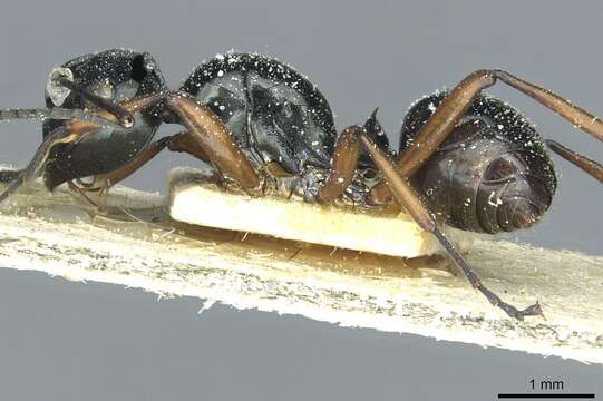 صورة Polyrhachis corporaali