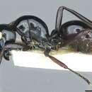 Image de Polyrhachis pagana