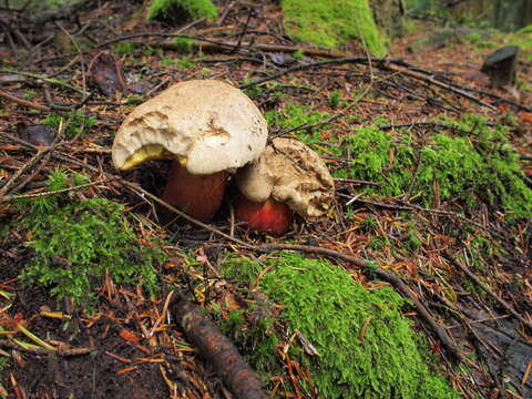 Image of Scarlet-stemmed Bolete