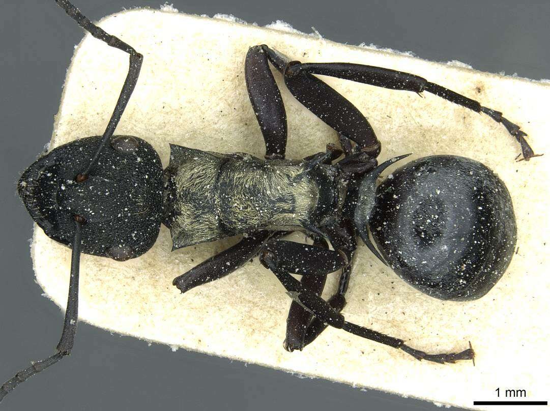 Image of Polyrhachis ornata Mayr 1876