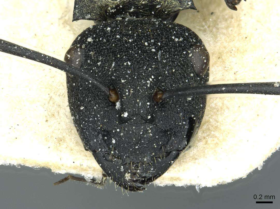 Image of Polyrhachis ornata Mayr 1876