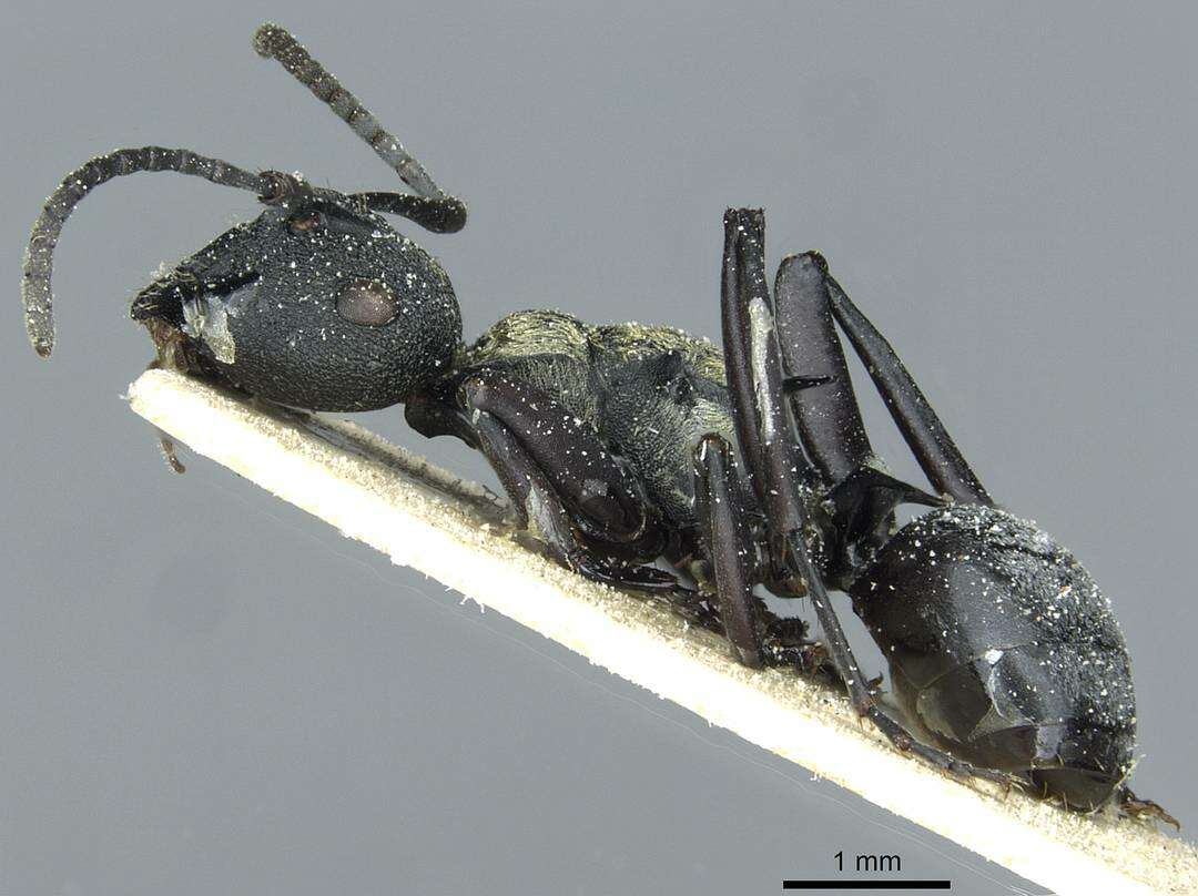 Image of Polyrhachis ornata Mayr 1876