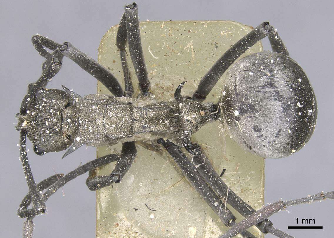 Plancia ëd Polyrhachis laboriosa Smith 1858