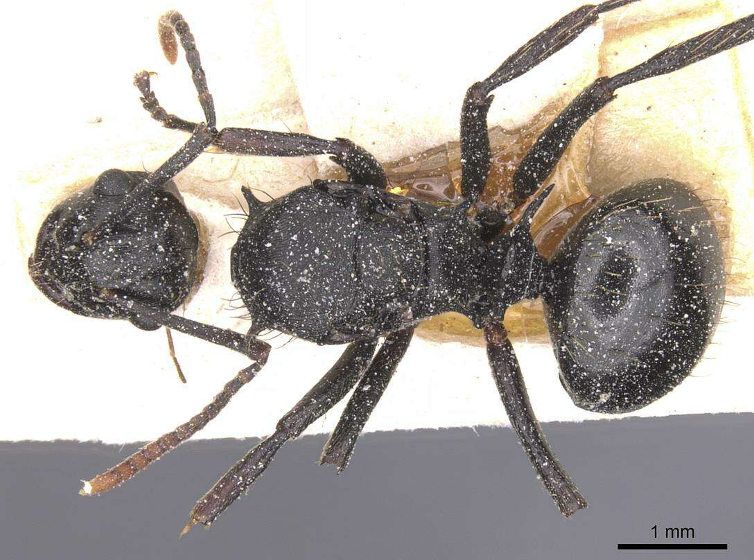 Image de Polyrhachis monista Santschi 1910