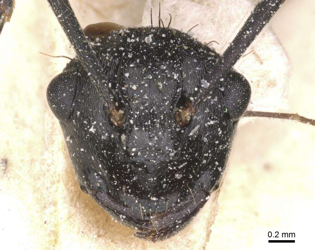 Image de Polyrhachis monista Santschi 1910