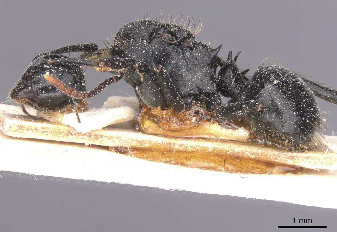 Image de Polyrhachis monista Santschi 1910