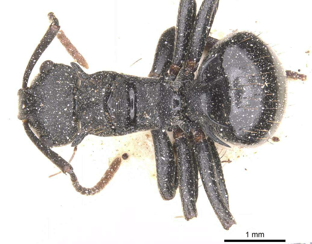 Image de Polyrhachis monista Santschi 1910