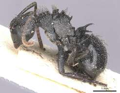 Image de Polyrhachis monista Santschi 1910