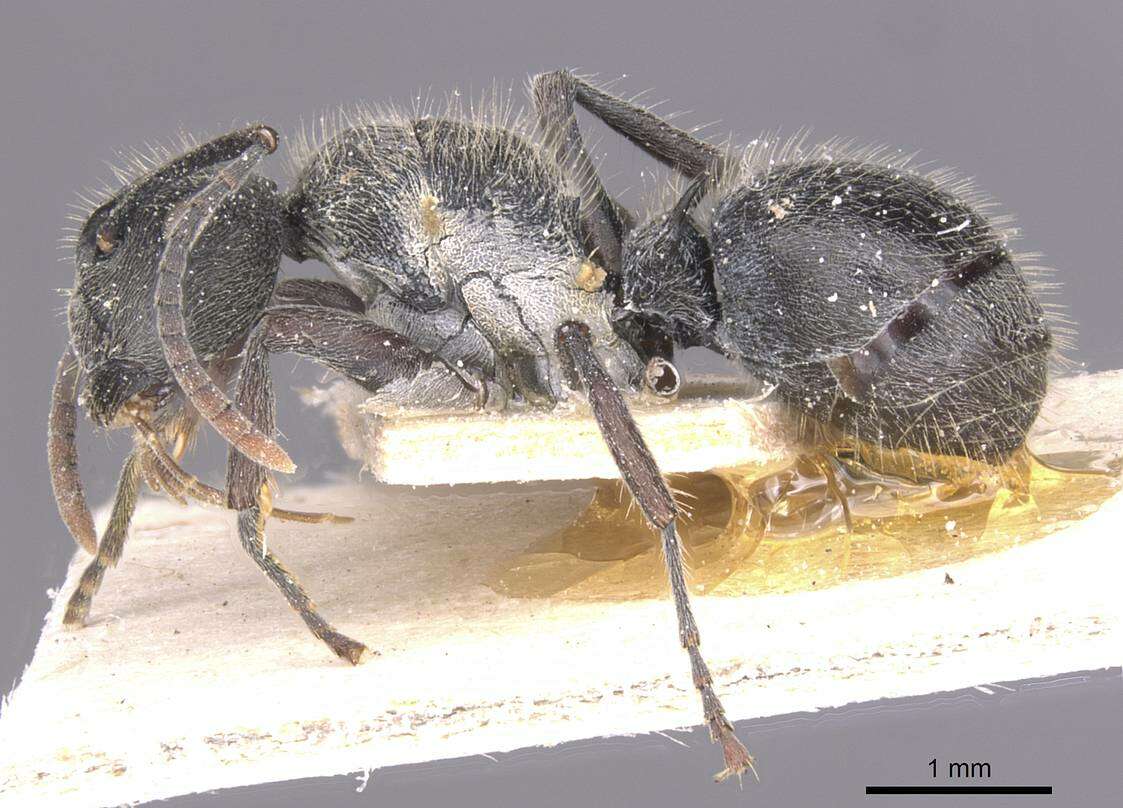 Image de Polyrhachis revoili Andre 1887