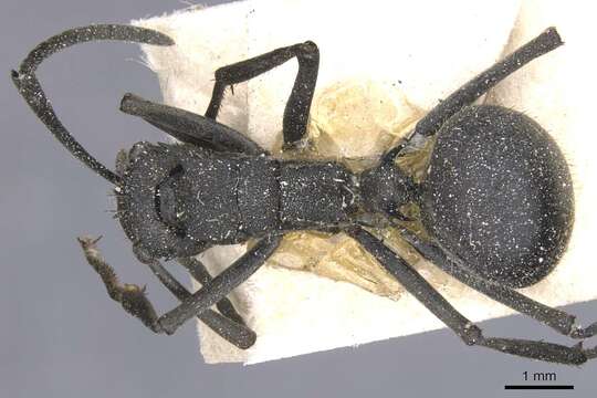 Image of Polyrhachis schistacea (Gerstaecker 1859)