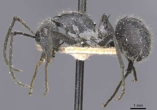 Image of Polyrhachis schistacea (Gerstaecker 1859)