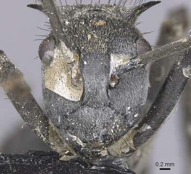 Image of Polyrhachis schistacea (Gerstaecker 1859)