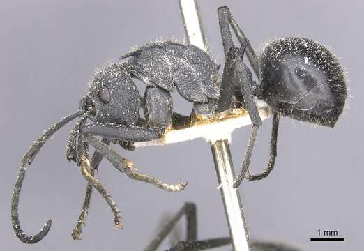 Image of Polyrhachis schistacea (Gerstaecker 1859)