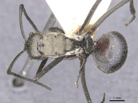 Image of Polyrhachis litigiosa