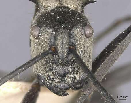 Image of Polyrhachis litigiosa