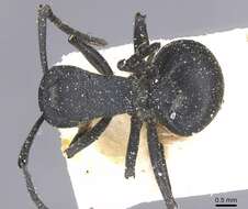 Image of Polyrhachis viscosa Smith 1858