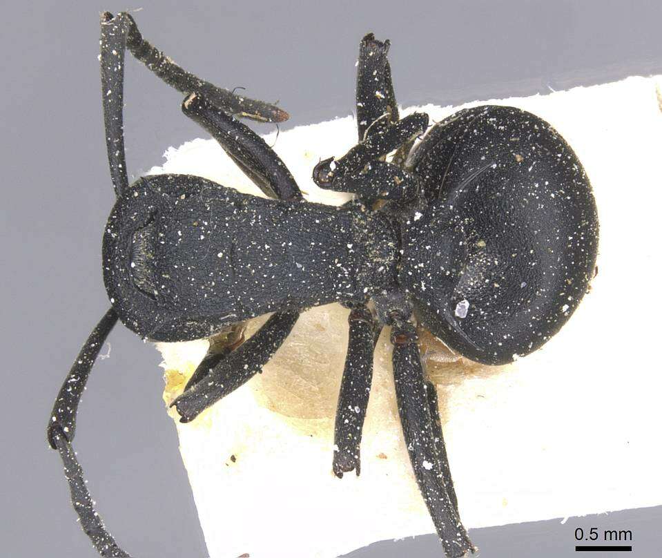 Image of Polyrhachis viscosa Smith 1858