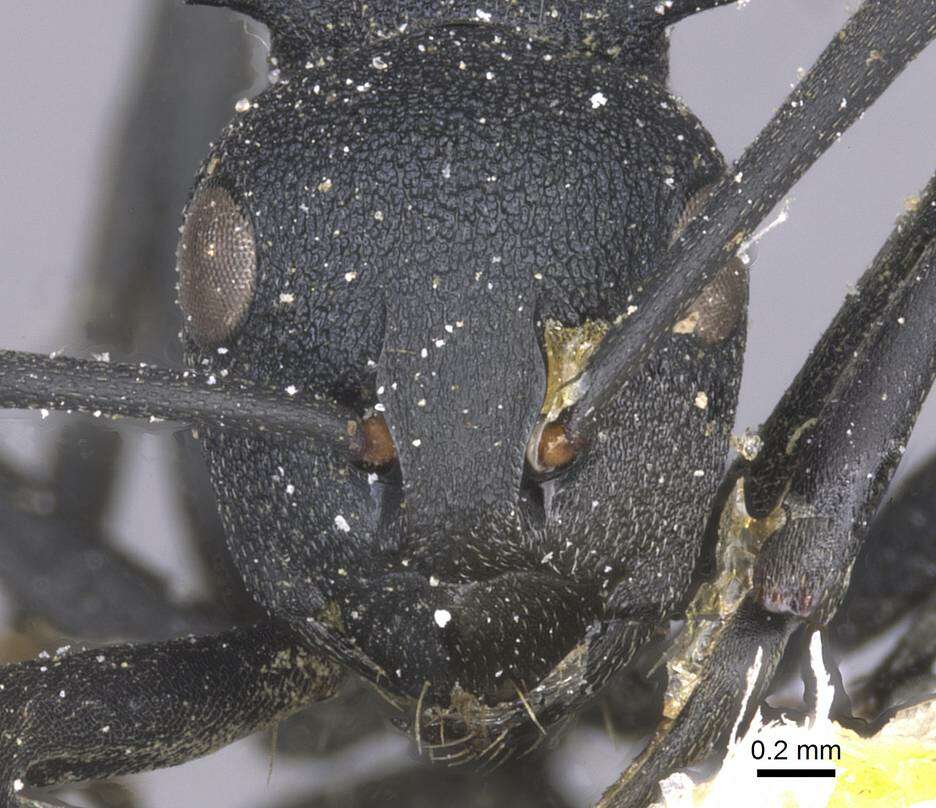 Image of Polyrhachis viscosa Smith 1858