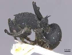 Image of Polyrhachis viscosa Smith 1858