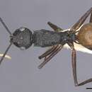 Image of Polyrhachis antoniae Stitz 1911