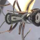 Image of Polyrhachis batesi Forel 1911