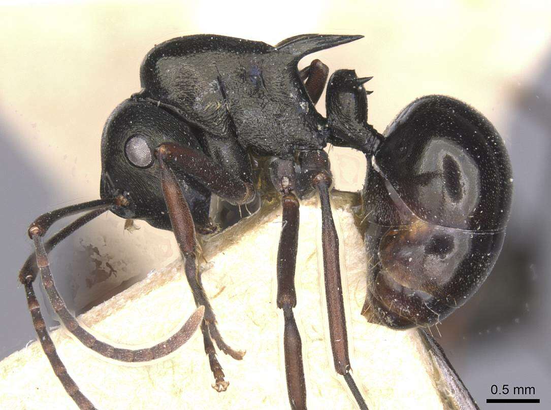 Image of Polyrhachis batesi Forel 1911